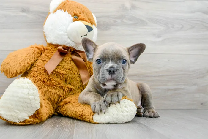 french-bulldog-drogo-9315117736430250.jpg image