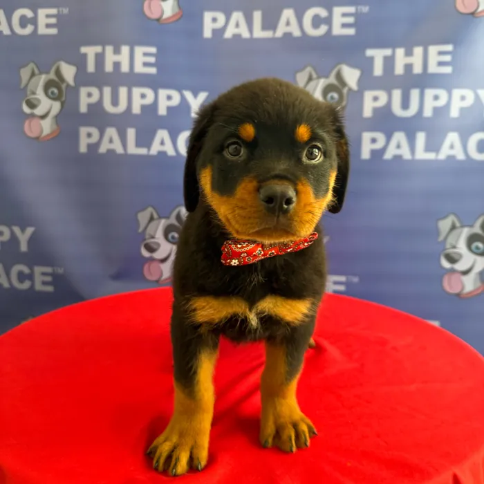 Male Rottweiler puppy named Hercules for sale at The Puppy Palace CT.