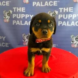 Male Rottweiler puppy named Hercules for sale at The Puppy Palace CT.