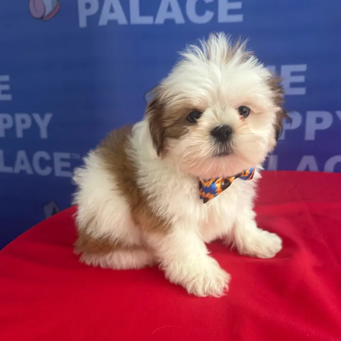 Male Lhasa Apso puppy named Ellio for sale at The Puppy Palace CT.