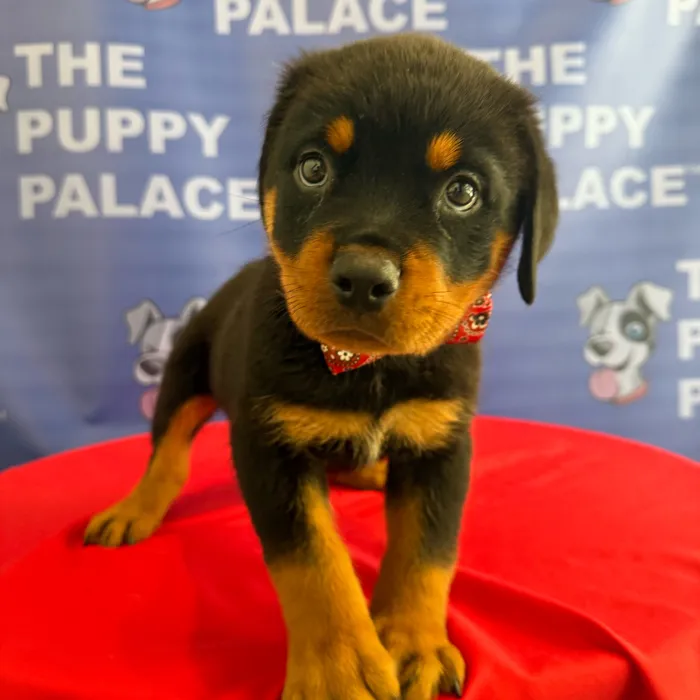 Male Rottweiler puppy named Hercules for sale at The Puppy Palace CT.