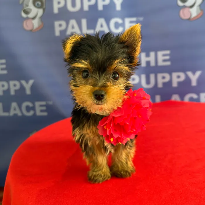 Female Yorkie puppy named Freida for sale at The Puppy Palace CT.