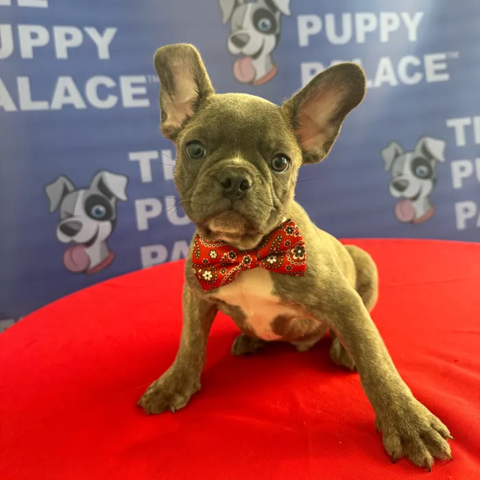 Male French Bulldog puppy named Loui for sale at The Puppy Palace CT.