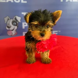Female Yorkie puppy named Freida for sale at The Puppy Palace CT.