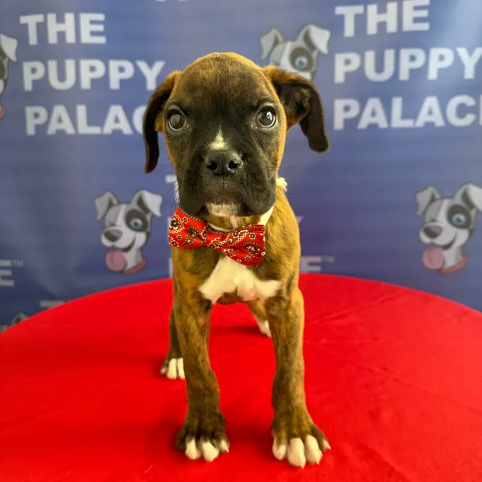 Male Boxer puppy named Buck for sale at The Puppy Palace CT.