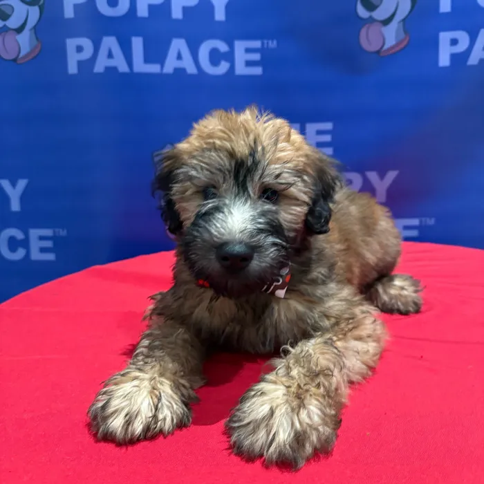 Male Soft Coated Wheaten Terrier puppy named Cyrus for sale at The Puppy Palace CT.