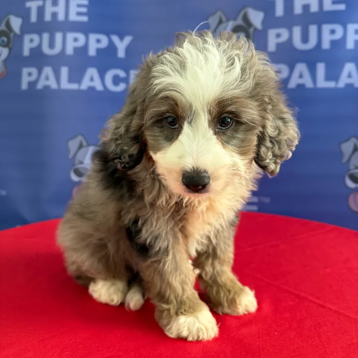 Male Aussiedoodle puppy named Brody for sale at The Puppy Palace CT.