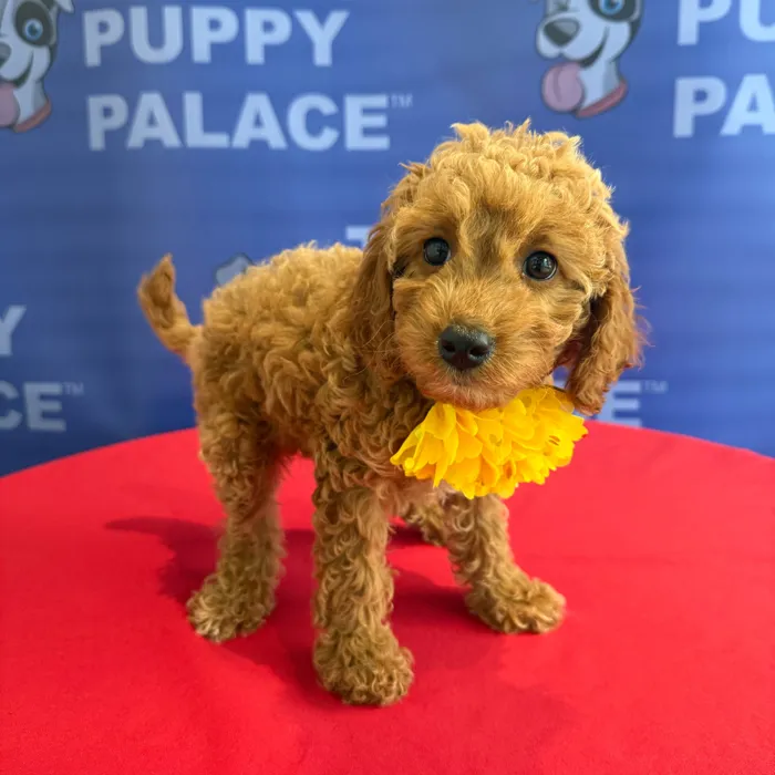 Female Cavapoo puppy named Ginger for sale at The Puppy Palace CT.