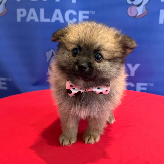 Male Pomeranian puppy named Jones for sale at The Puppy Palace CT.
