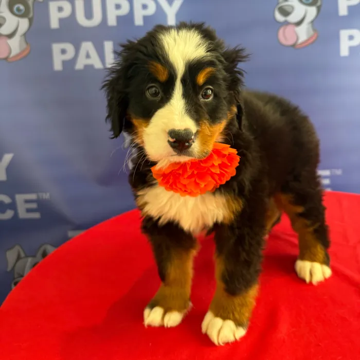 Female Bernese Mountain Dog puppy named Giselle for sale at The Puppy Palace CT.