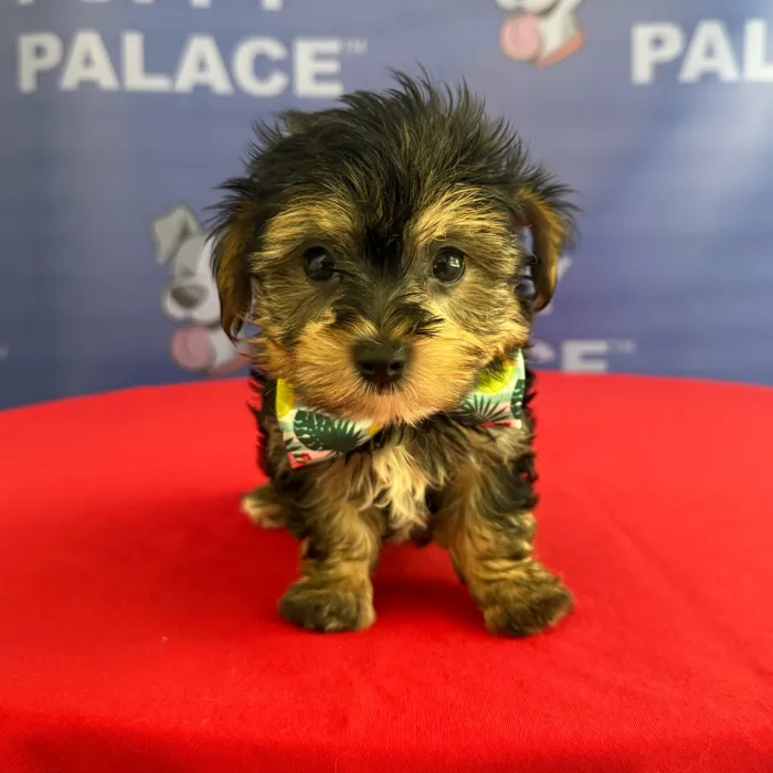 Male Yochon puppy named Gilligan for sale at The Puppy Palace CT.