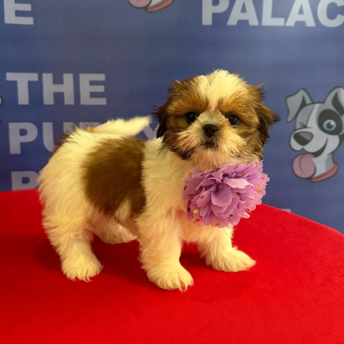 Female Shih Tzu puppy named Myra for sale at The Puppy Palace CT.