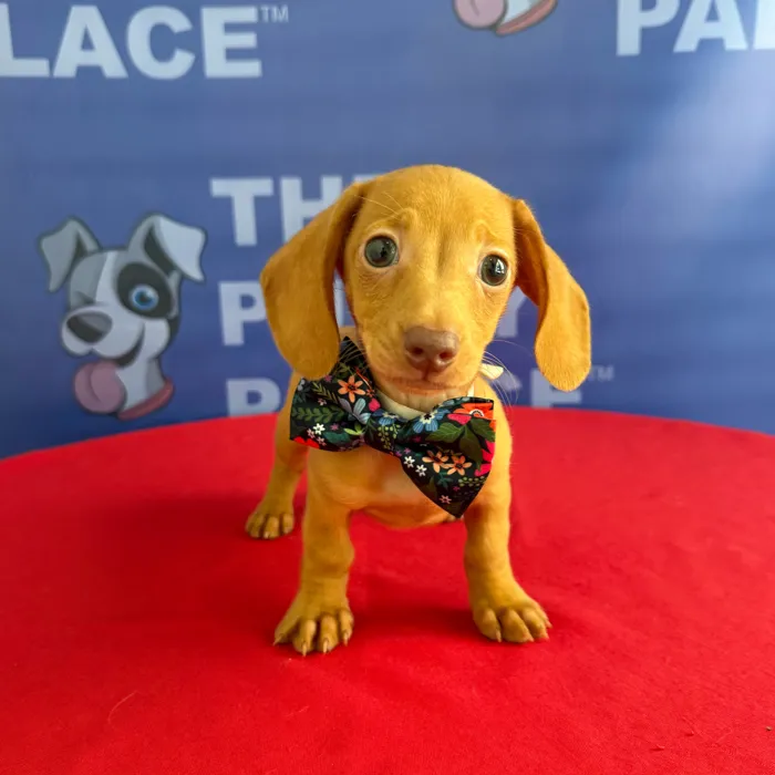 Male Dachshund puppy named Alfie for sale at The Puppy Palace CT.