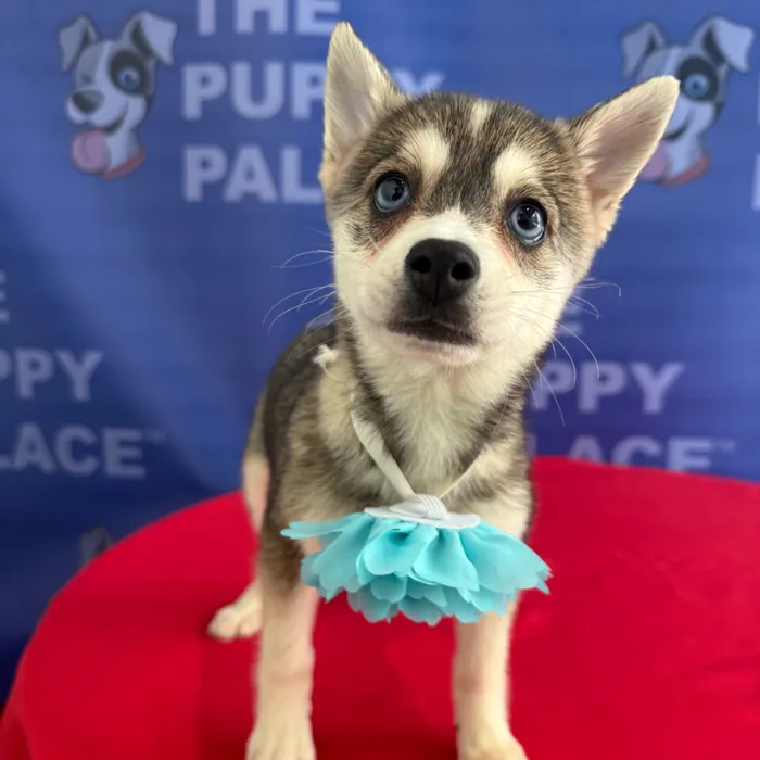Female Alaskan Klee Kai puppy named Lilith for sale at The Puppy Palace CT.
