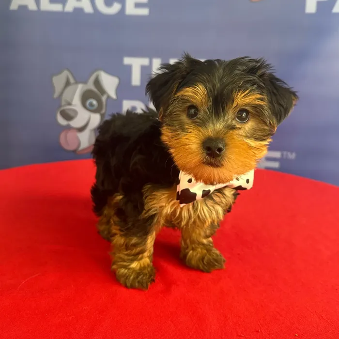 Male Yorkie puppy named Bambie for sale at The Puppy Palace CT.