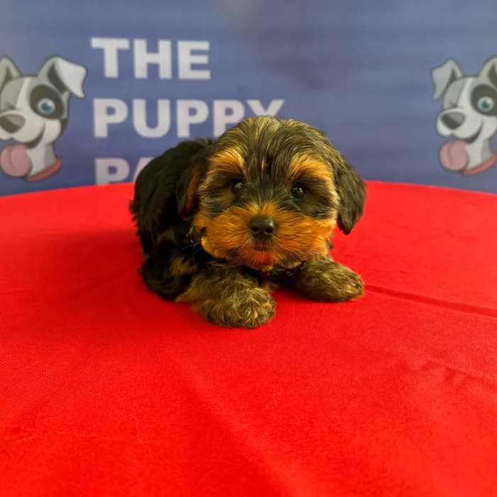 Male Yorkie puppy named Amos for sale at The Puppy Palace CT.