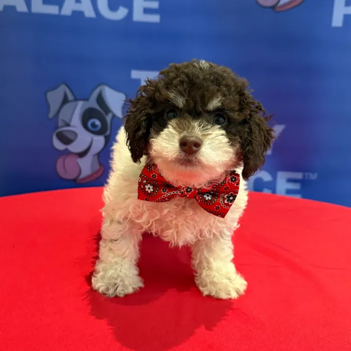 Male Poodle puppy named Philippe for sale at The Puppy Palace CT.