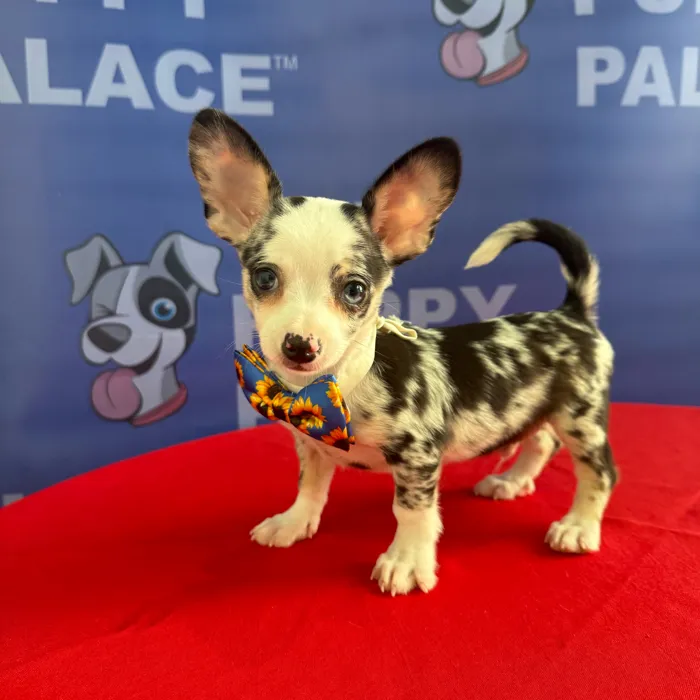 Male Chihuahua puppy named Pablo for sale at The Puppy Palace CT.
