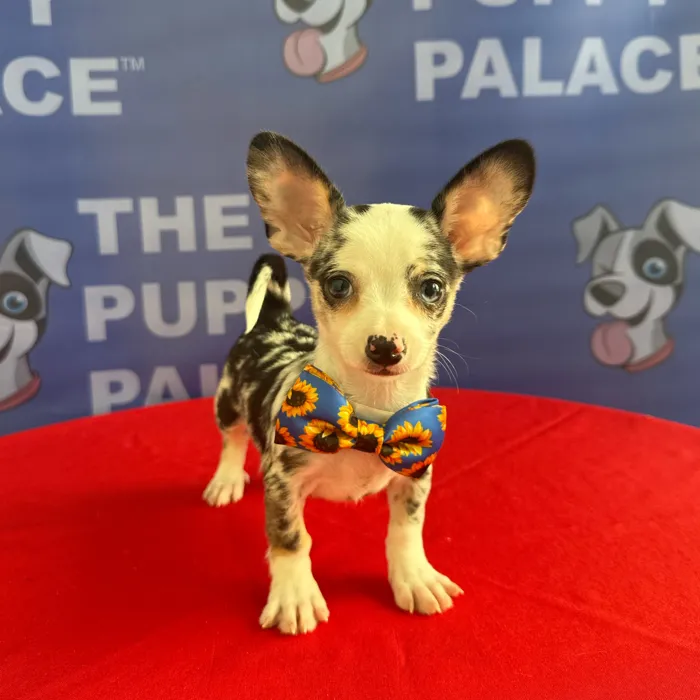 Male Chihuahua puppy named Pablo for sale at The Puppy Palace CT.