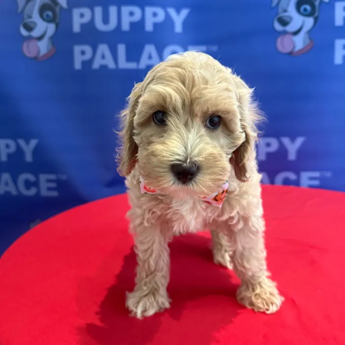 Male Cockapoo puppy named Rooster for sale at The Puppy Palace CT.