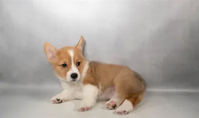 Male Pembroke Welsh Corgi puppy for sale at The Puppy Palace CT.