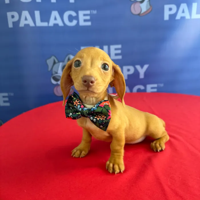 Male Dachshund puppy named Alfie for sale at The Puppy Palace CT.