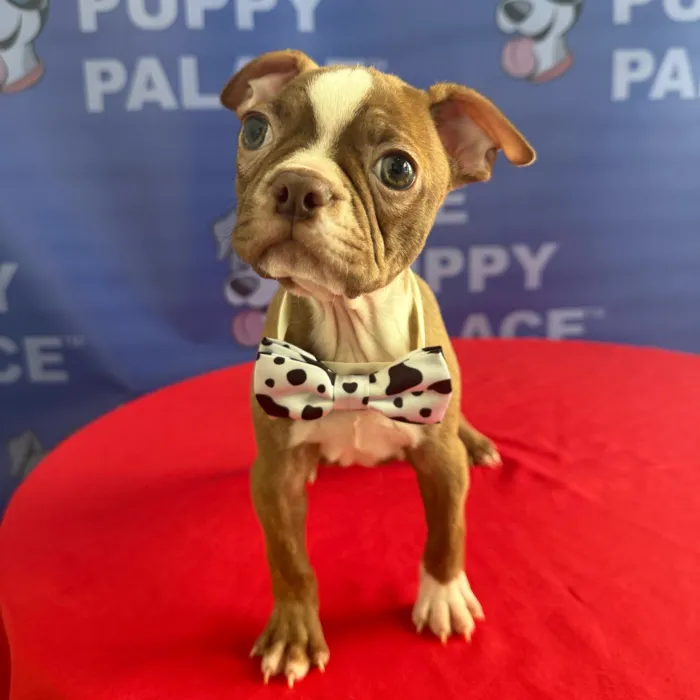 Male Boston Terrier puppy named Elvis for sale at The Puppy Palace CT.