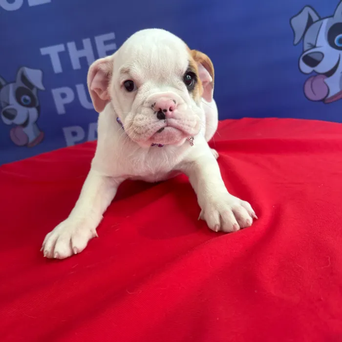 Female American Bulldog puppy named Nala for sale at The Puppy Palace CT.