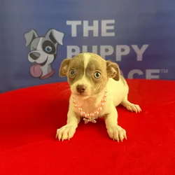 Female Chihuahua puppy named Princess for sale at The Puppy Palace CT.