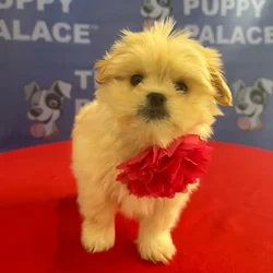 Female Peekapoo puppy named Mindy for sale at The Puppy Palace CT.