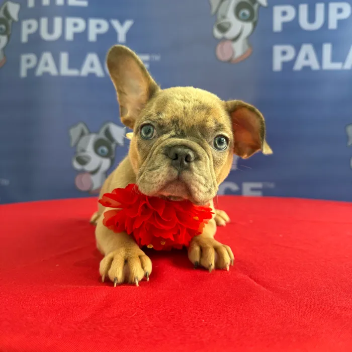 Female Frenchton puppy named Giselle for sale at The Puppy Palace CT.