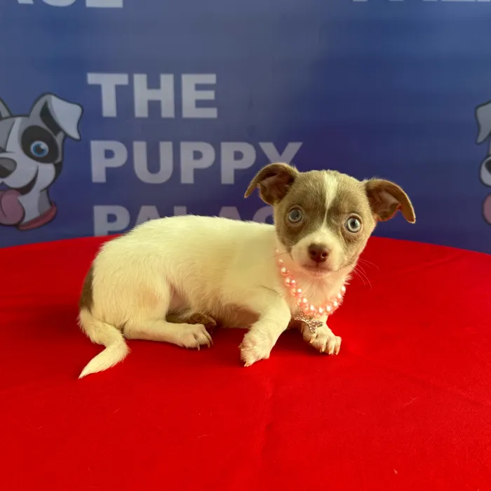 Female Chihuahua puppy named Princess for sale at The Puppy Palace CT.