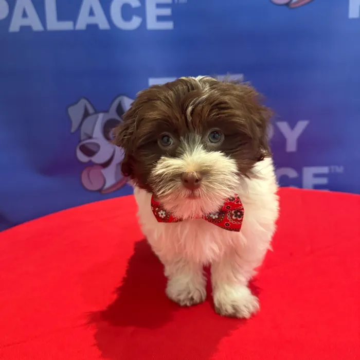 Male Havanese puppy named Ollie for sale at The Puppy Palace CT.
