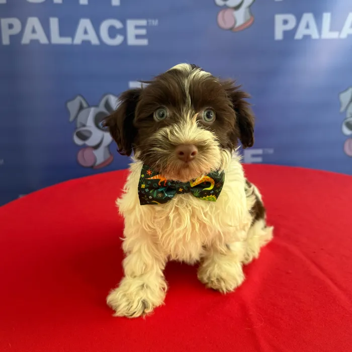 Male Havanese puppy named Rascal for sale at The Puppy Palace CT.