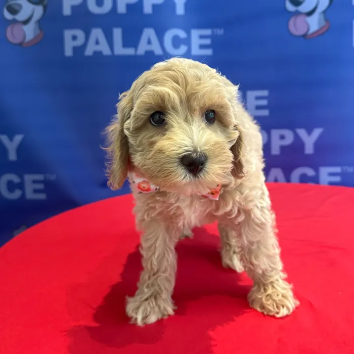 Male Cockapoo puppy named Rooster for sale at The Puppy Palace CT.