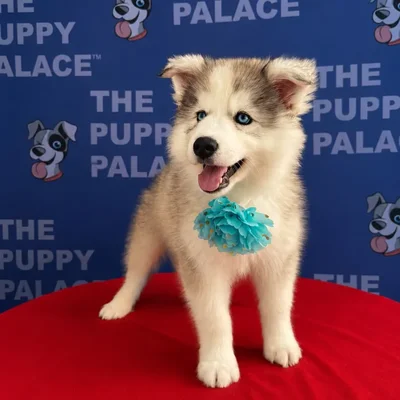 Female Siberian Husky puppy named Crystal for sale at The Puppy Palace CT.