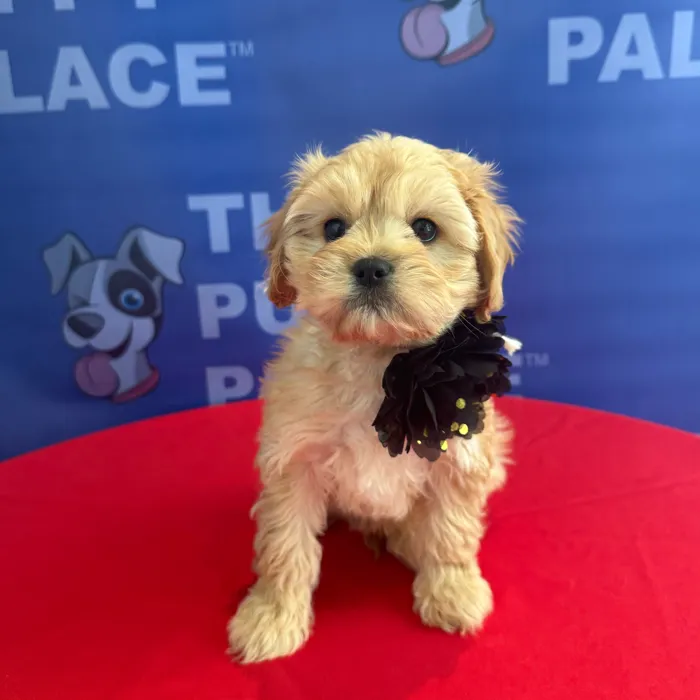 Female Cavachon puppy named Birdie for sale at The Puppy Palace CT.