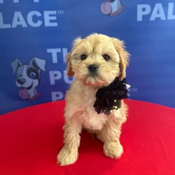 Female Cavachon puppy named Birdie for sale at The Puppy Palace CT.