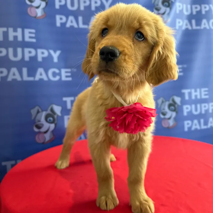 Female Golden Retriever puppy named Harper for sale at The Puppy Palace CT.