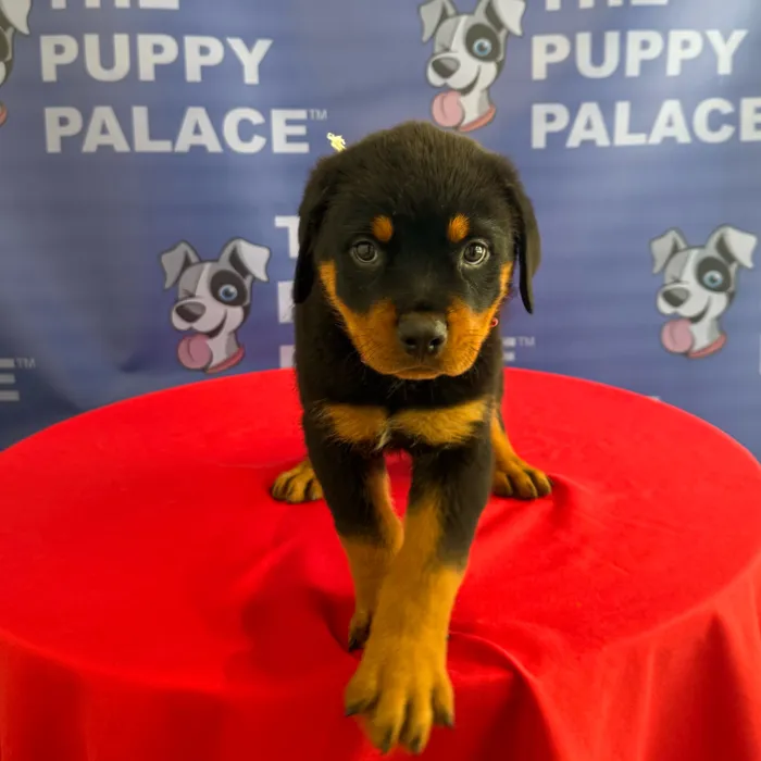Male Rottweiler puppy named Hercules for sale at The Puppy Palace CT.
