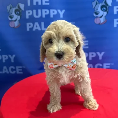 Male Cockapoo puppy named Rooster for sale at The Puppy Palace CT.