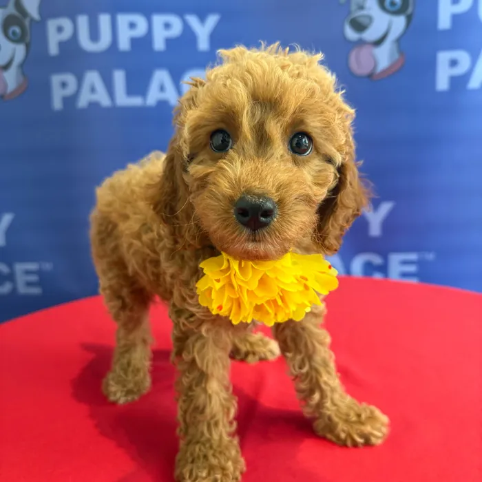 Female Cavapoo puppy named Ginger for sale at The Puppy Palace CT.