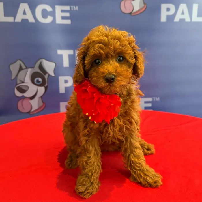 Female Mini Poodle puppy named Mimi for sale at The Puppy Palace CT.
