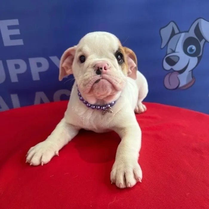 Female American Bulldog puppy named Nala for sale at The Puppy Palace CT.