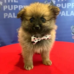 Male Pomeranian puppy named Jones for sale at The Puppy Palace CT.