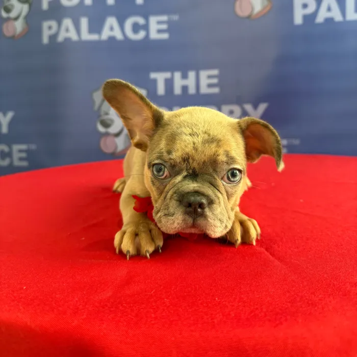 Female Frenchton puppy named Giselle for sale at The Puppy Palace CT.