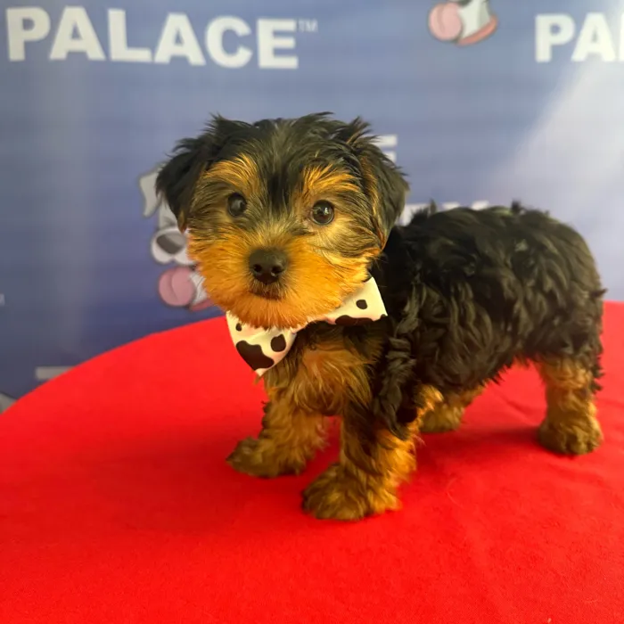 Male Yorkie puppy named Bambie for sale at The Puppy Palace CT.