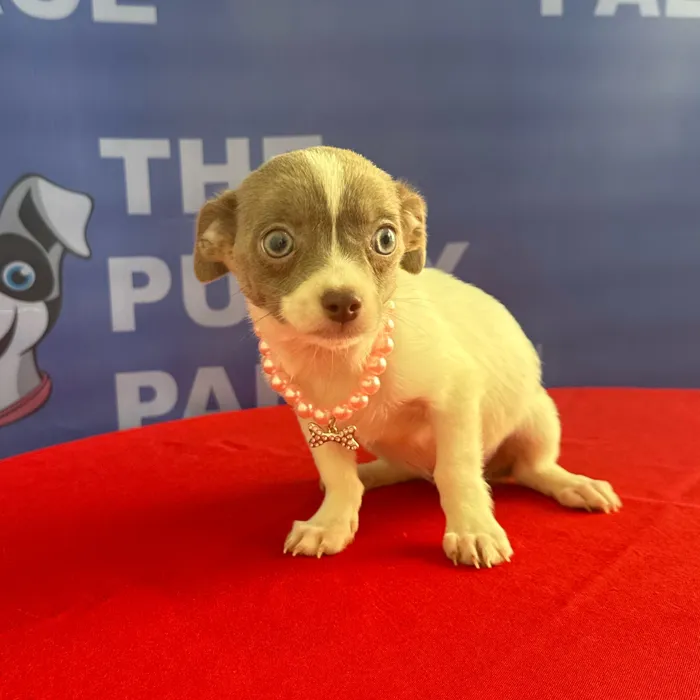Female Chihuahua puppy named Princess for sale at The Puppy Palace CT.