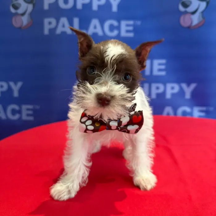 Male Mini Schnauzer puppy named Archibald for sale at The Puppy Palace CT.