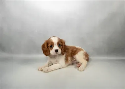 Female Cavalier King Charles Spaniel puppy for sale at The Puppy Palace CT.